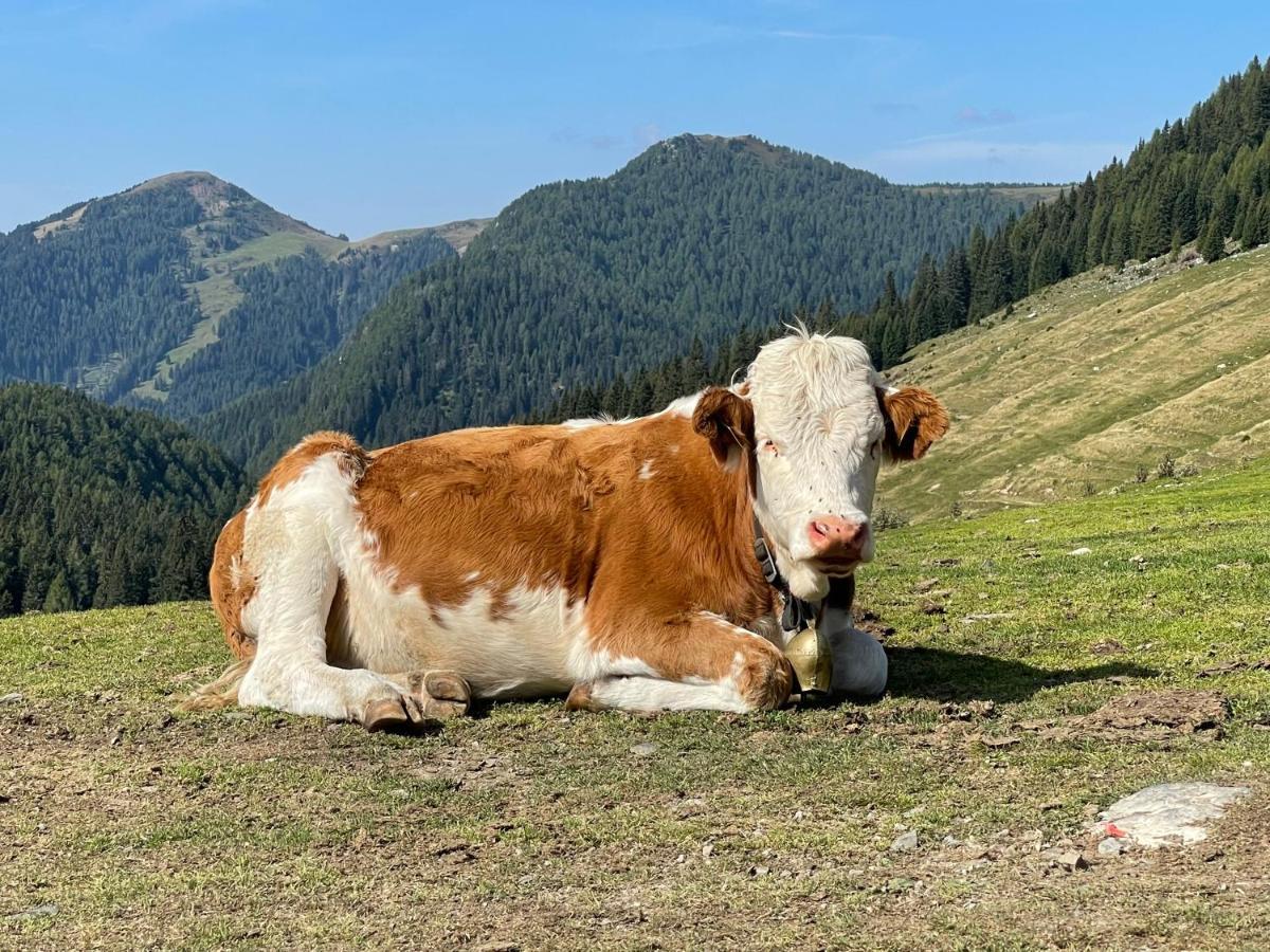 Gailtal Appartements Naehe Skigebiet Wertschach Exteriér fotografie
